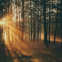 What Shines Through The Cracks