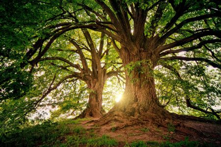 The Christian Story and History